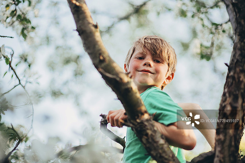 一个男孩坐在苹果树上的肖像图片素材