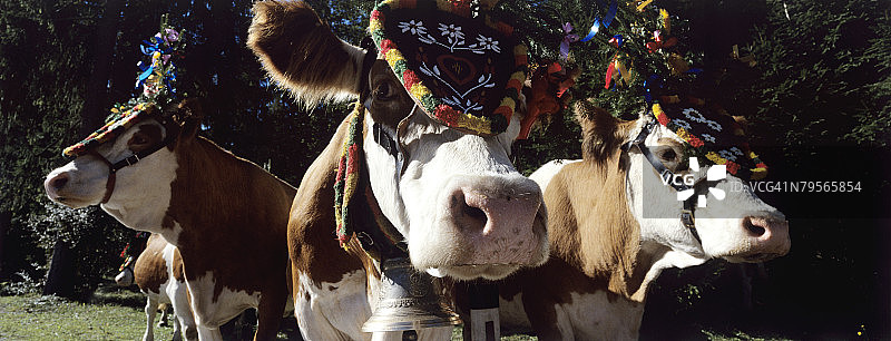奥地利，萨尔茨堡国，戴头饰的牛图片素材