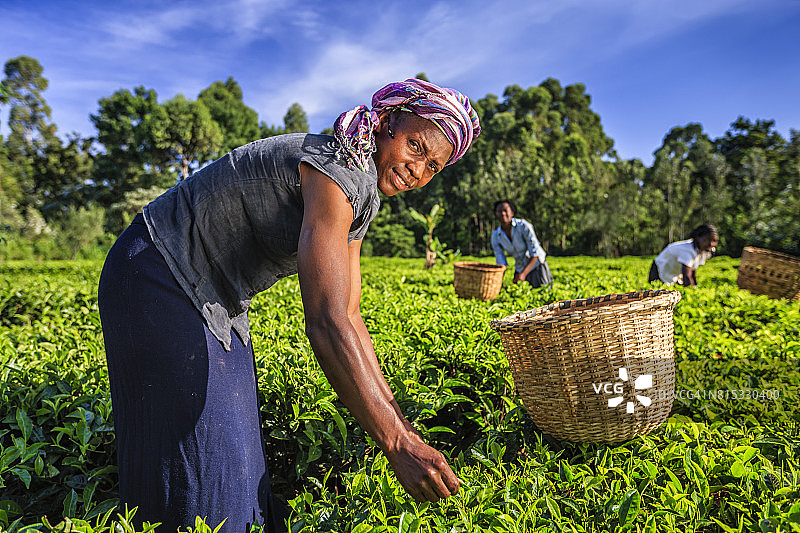 东非肯尼亚，非洲妇女在种植园里采摘茶叶图片素材