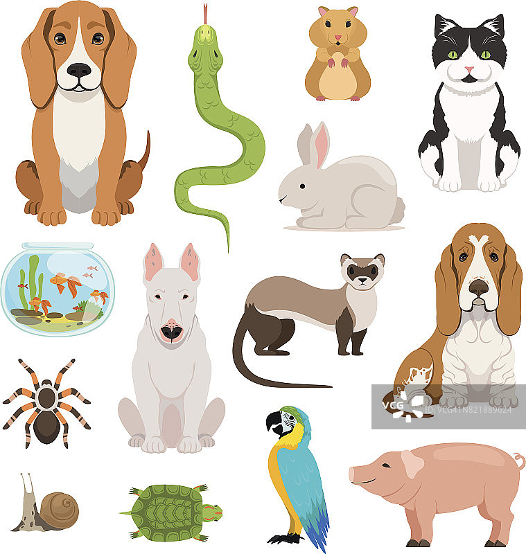 不同家畜的大型病媒集。卡通风格的猫、狗、仓鼠和其他宠物图片素材