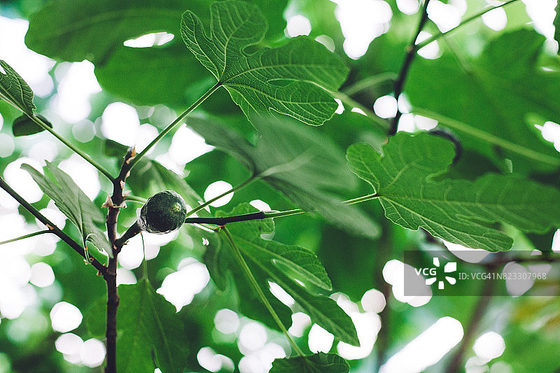绿色的无花果果实在树枝上图片素材