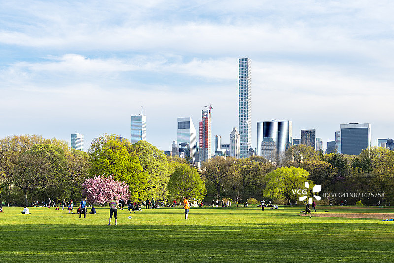 下午晚些时候，在纽约中央公园的大草坪上，樱花树站在新鲜的绿色树木中间。从后面可以看到曼哈顿的摩天大楼。图片素材