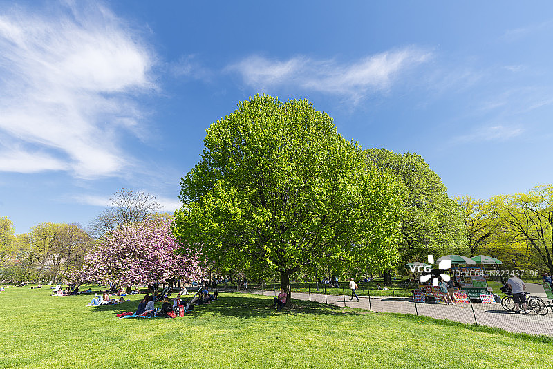 在纽约中央公园的大草坪上，樱花树矗立在新鲜的绿树中间。人们在草坪上休息，行人在后面的小路上行走。图片素材