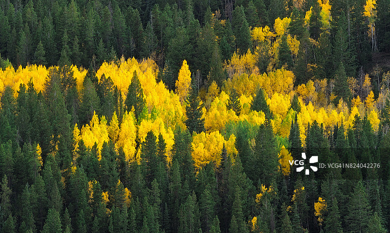 秋天的山杨树林图片素材