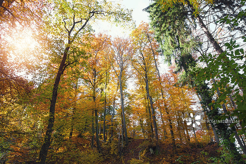 秋天的树森林图片素材