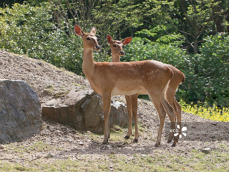 一对埃尔德的鹿（帕诺利亚埃尔迪，鲁塞武斯埃尔迪）图片素材