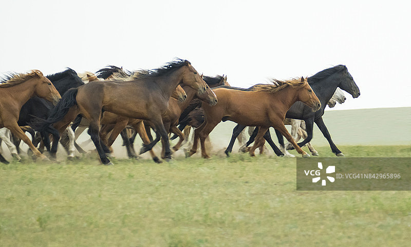 中国内蒙古草原上奔跑的蒙古野马。图片素材