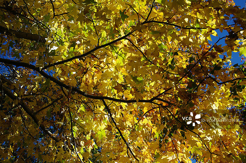 在一个阳光明媚的秋日，澳大利亚首都地区堪培拉，透过树枝和黄叶仰望蓝天图片素材