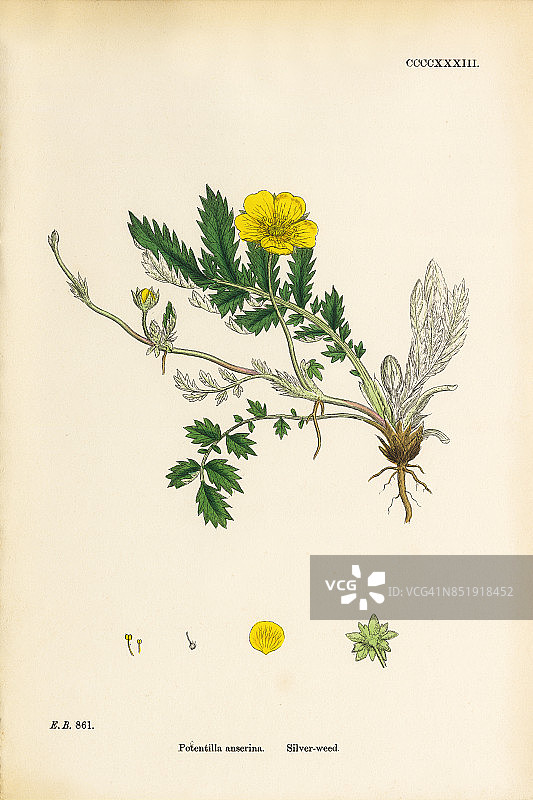 银草，蕨麻，维多利亚植物学插图，1863年图片素材