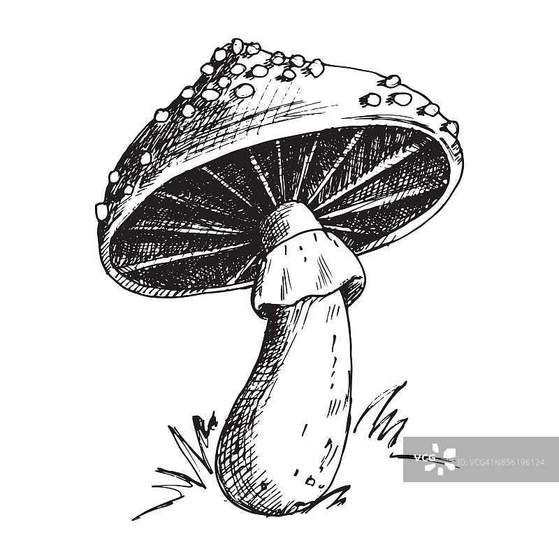鹅膏蝇木耳伞菌不同艺术风格的蘑菇设计矢量插图红帽子图片素材