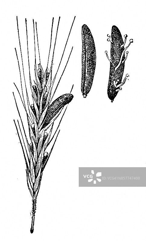 黑麦(黑麦)感染真菌图片素材