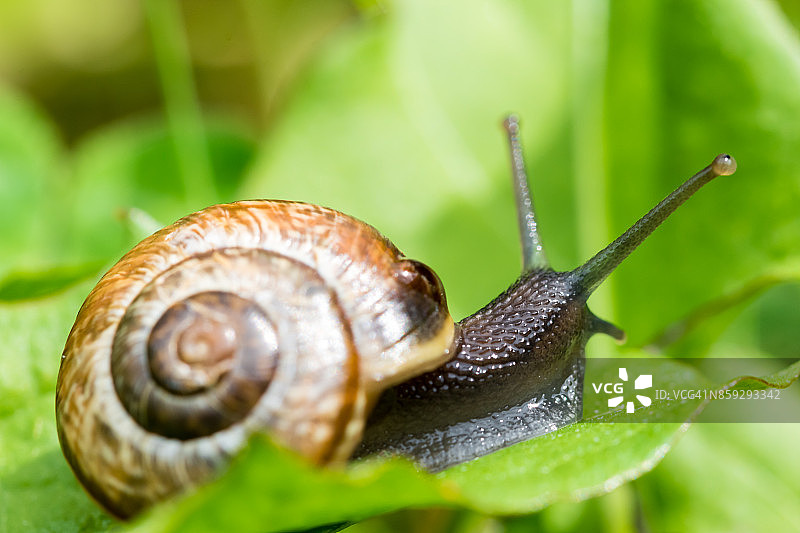 小蜗牛在绿色新鲜的草地上爬行图片素材