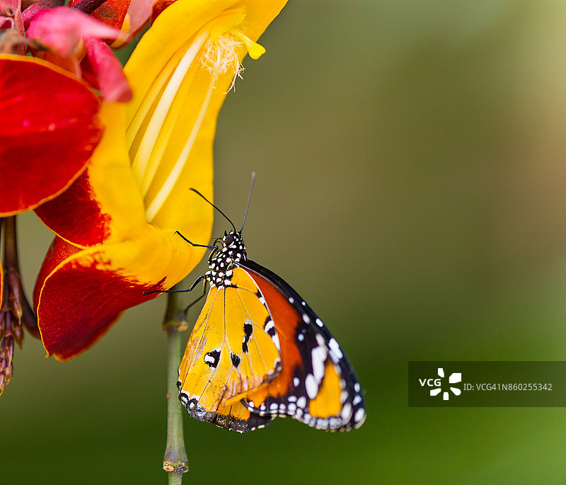 美丽的普通虎蝶栖息在花上图片素材