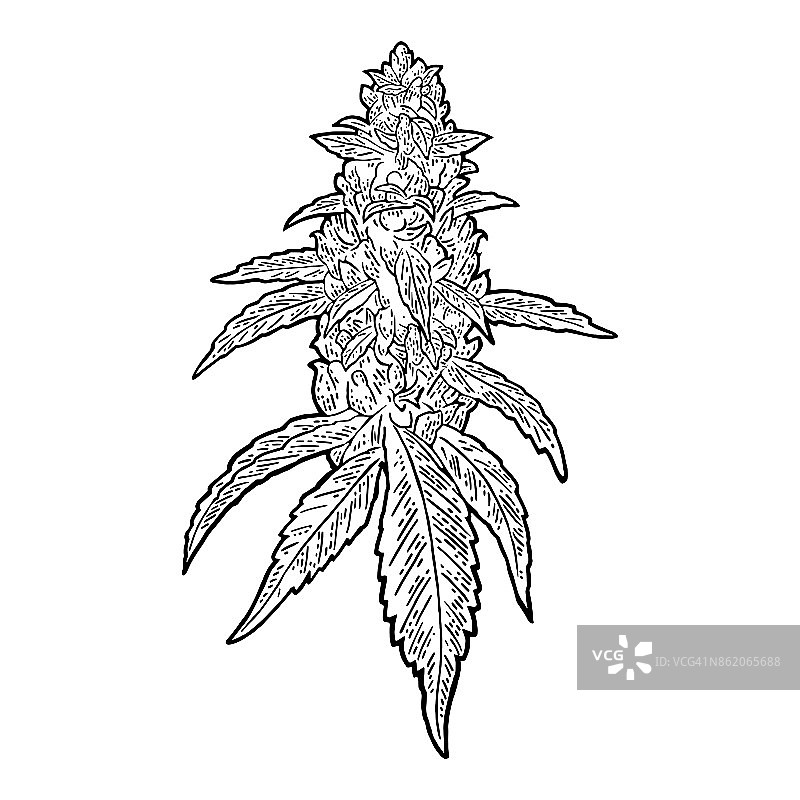 大麻成熟的有叶和芽的植物。向量版画插图图片素材