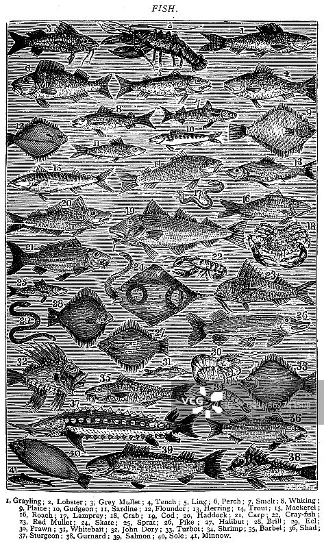古董食谱书雕刻插图:鱼/海鲜图片素材
