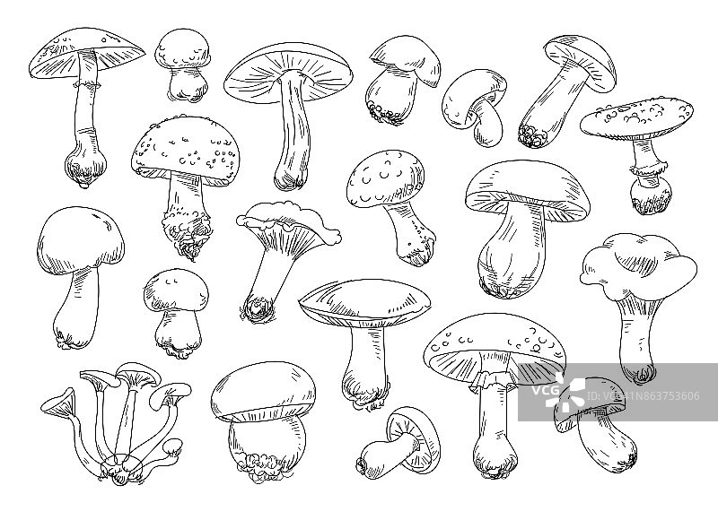 徒手绘制蘑菇项目。集图片素材