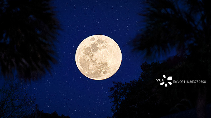 天上的满月和棕榈树图片素材