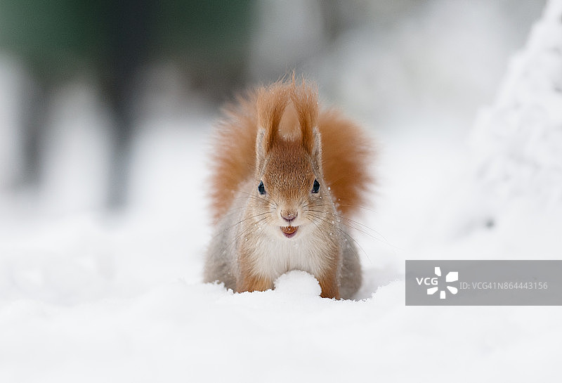雪中的欧亚红松鼠(山鼠图片素材