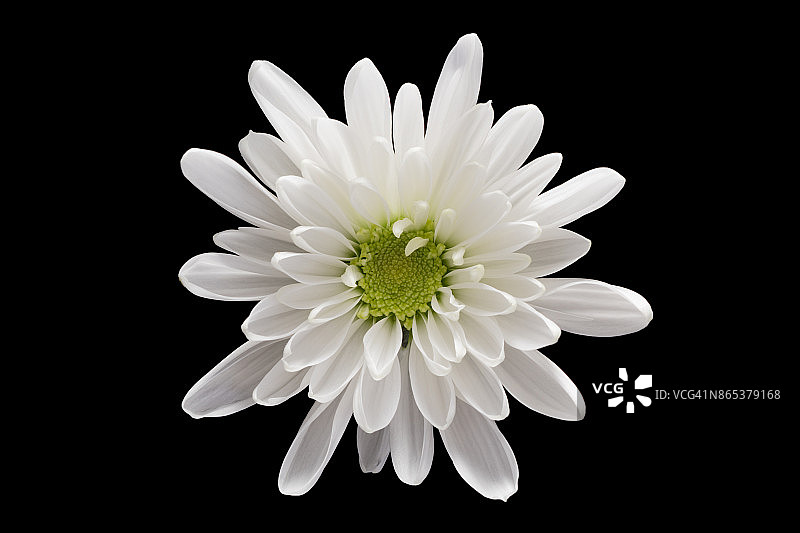 黑色背景上的白色菊花图片素材