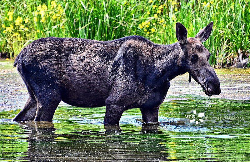 怀俄明州的野生动物-麋鹿图片素材