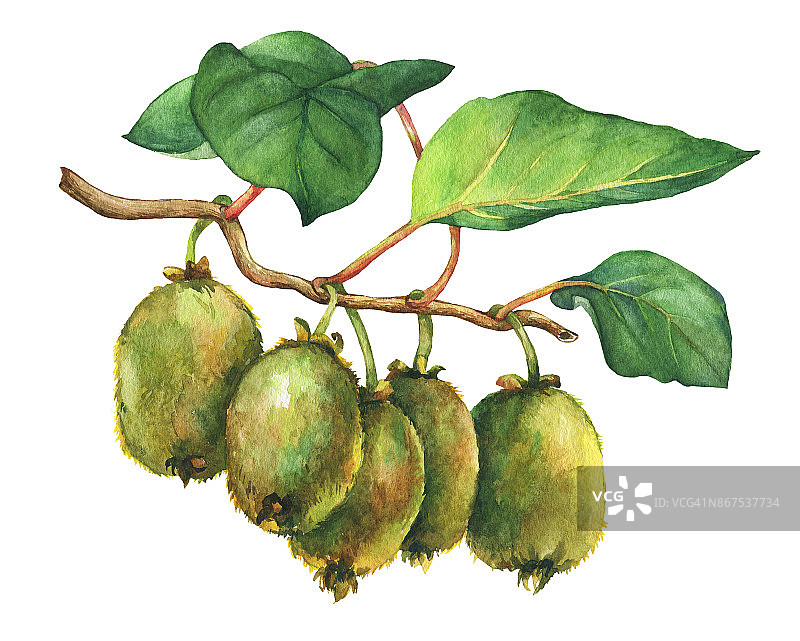 猕猴桃(猕猴桃):有叶有果的枝条。手绘水彩画在白色的背景。图片素材