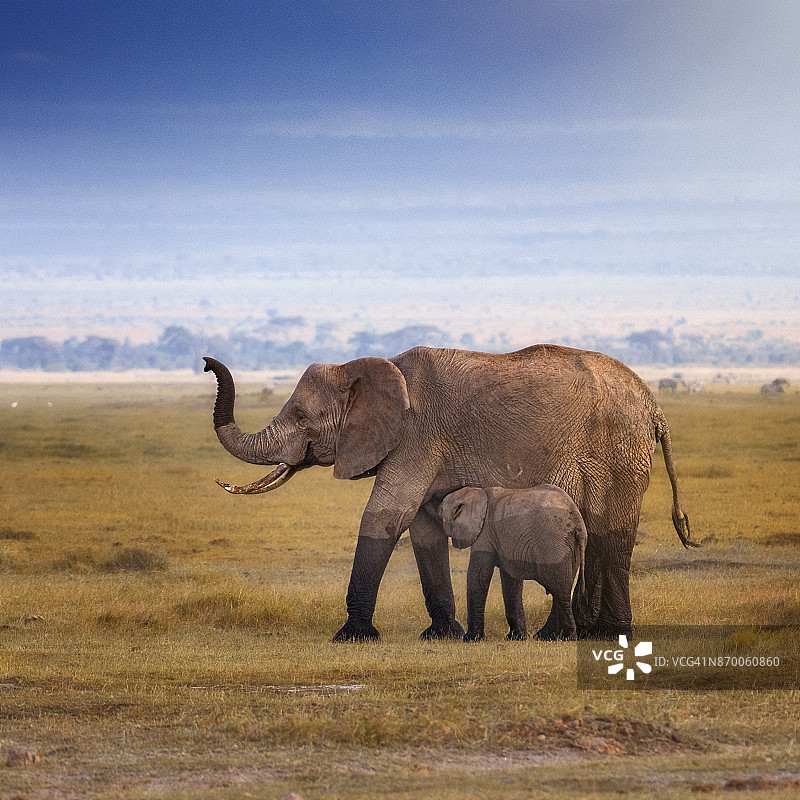肯尼亚安博塞利的小象正在哺乳图片素材