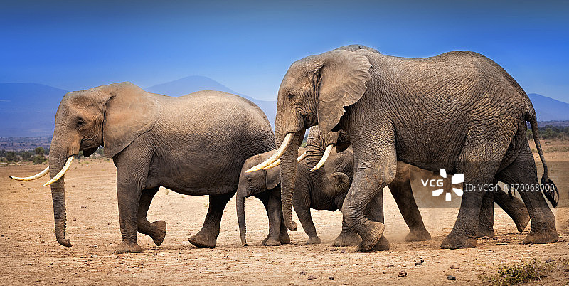 肯尼亚安博塞利的大象正在迁徙图片素材