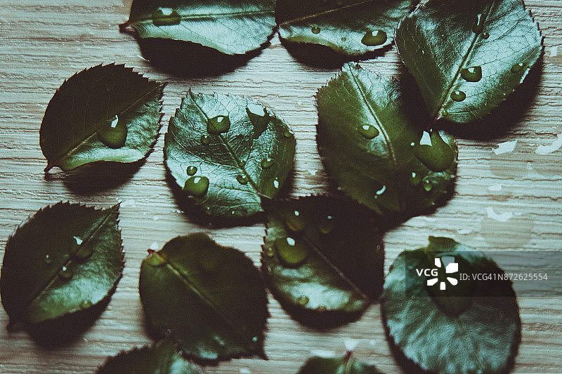 新鲜的绿叶和露珠在木质的背景上图片素材