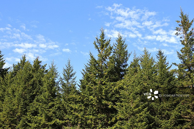 一排红云杉在晴朗的蓝天上(云杉)图片素材