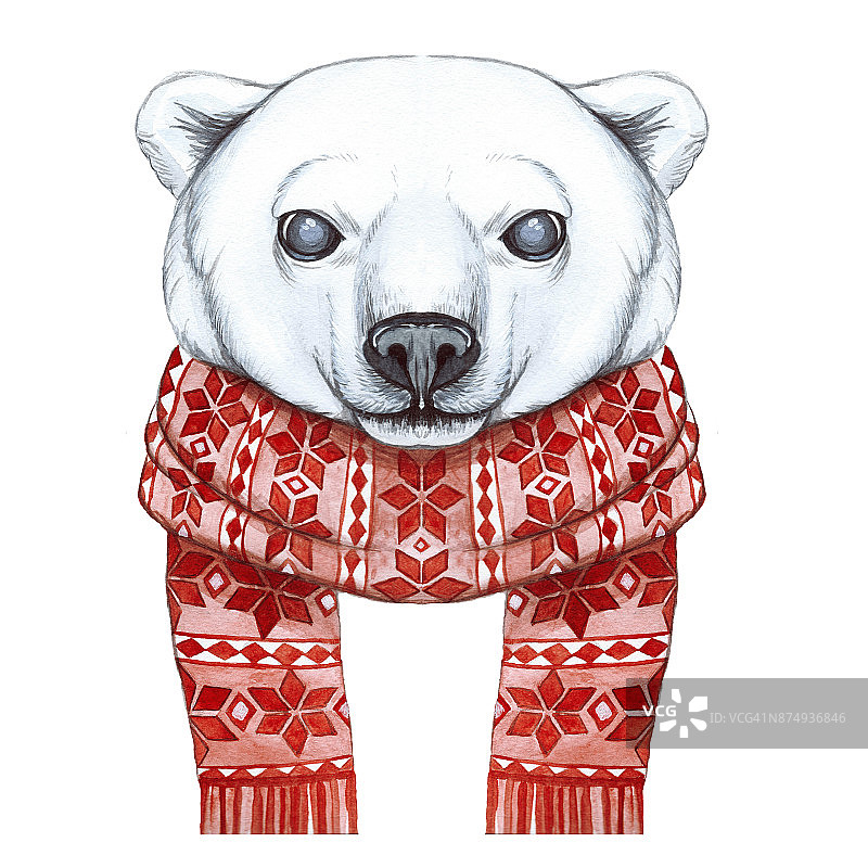 用水彩画的手法画了一只北极熊的卡通，以新年、圣诞节为主题，在一条用红色提花织成的围巾上，欢快、微笑、挥舞爪子，白色的背景，为贺卡、降临图片素材