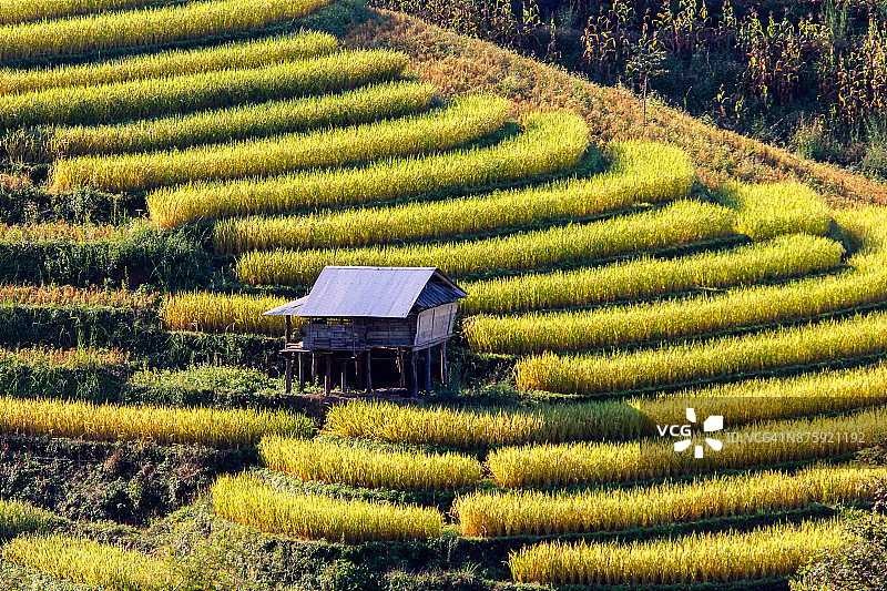 绿色梯田Pa Pong Pieng, Mae Chaem，清迈省，泰国图片素材