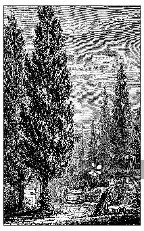 植物学植物古版画插图:柏树图片素材