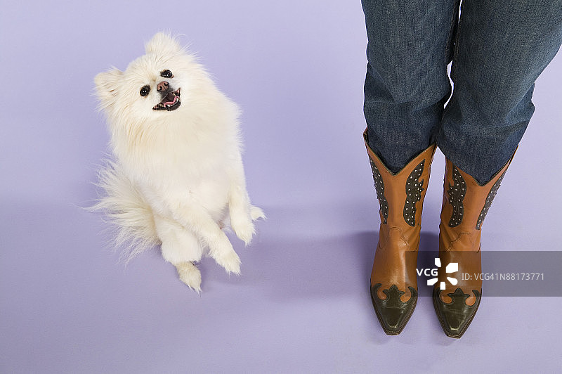 博美犬站在一个穿靴子的女人旁边图片素材