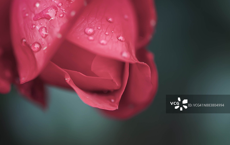 紫红色玫瑰花瓣和雨滴图片素材
