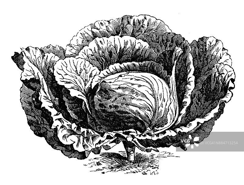 植物学、蔬菜植物、古董雕刻插图:荷兰卷心菜图片素材