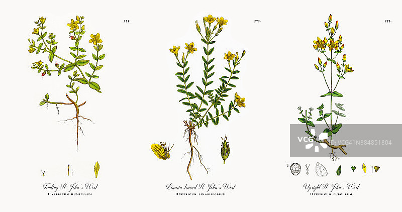 波叶圣约翰草，金丝桃属，维多利亚植物学插图，1863年图片素材
