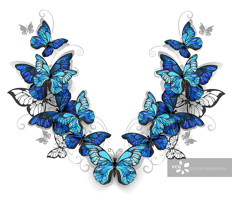蝴蝶大闪蝶的对称图案图片素材