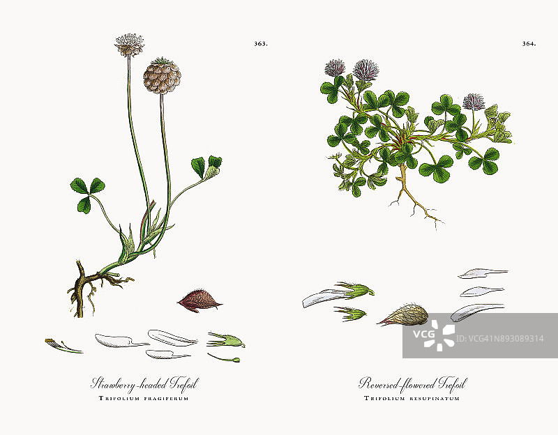草莓三叶草，草莓三叶草，维多利亚植物学插图，186图片素材
