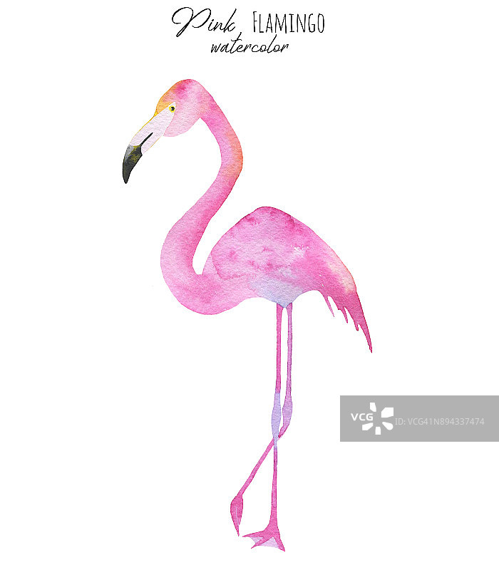 水彩粉红色的火烈鸟图片素材