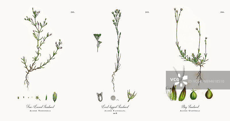 细叶沙蒿，阿尔辛·特尼福兰，维多利亚植物学插图，1863年图片素材