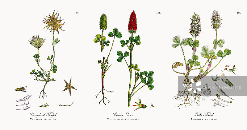 星状三叶，星状三叶，维多利亚植物学插图，1863年图片素材