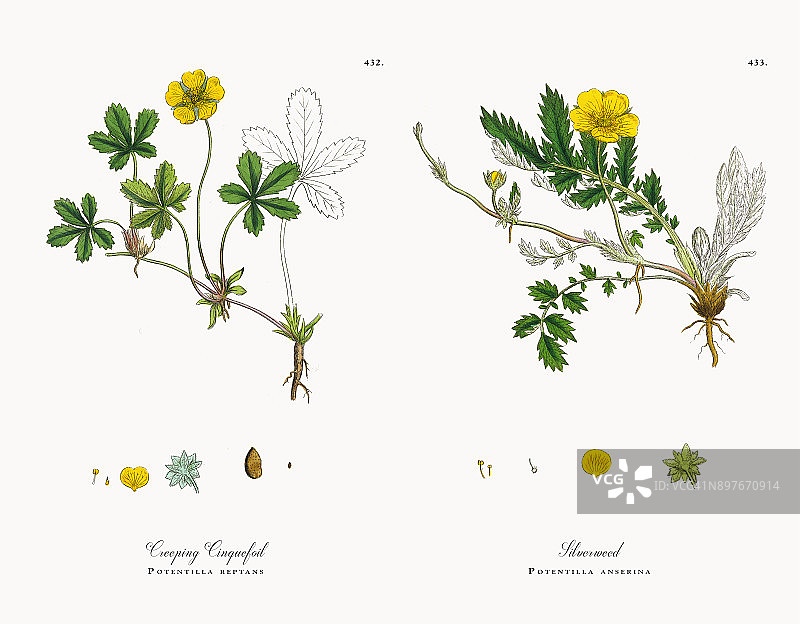 匍匐的五叶植物，Potentilla reptans，维多利亚植物学插图，1863图片素材