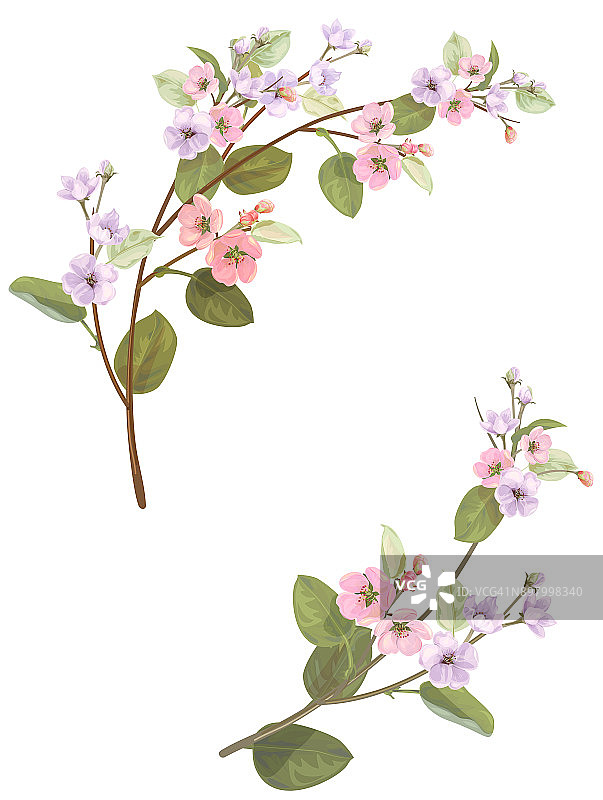 春天开花，树枝上开着淡紫色、粉红色的苹果树花。花束浅花，花蕾，绿叶白底。数字绘图，特写水彩风格，复古，矢量图片素材