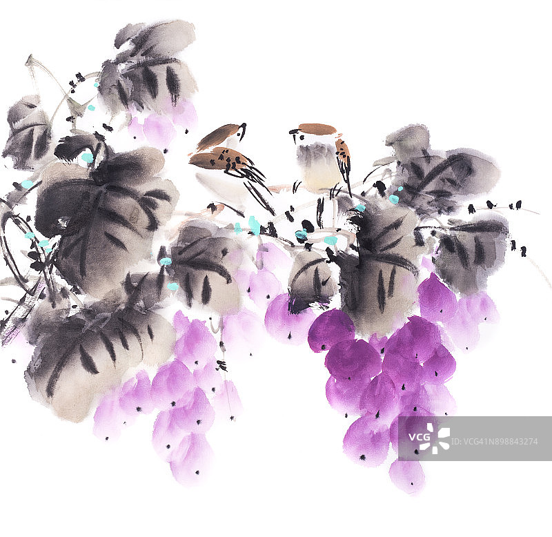 中国传统水墨画:紫葡萄串图片素材