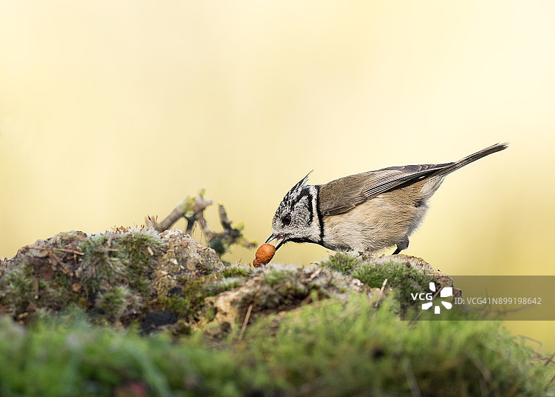 凤头山雀(凤头山雀)，站在长满地衣的岩石上，用喙在土壤的苔藓间寻找种子。西班牙、欧洲。图片素材