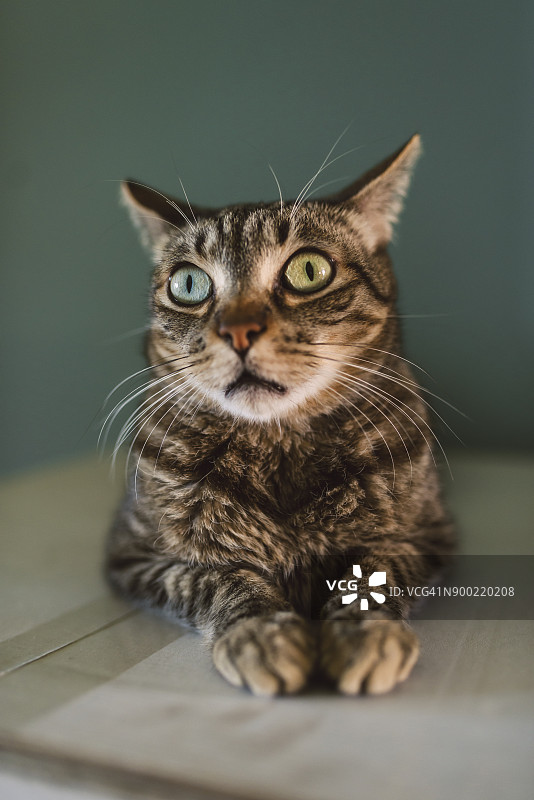 瞪着的猫的肖像图片素材