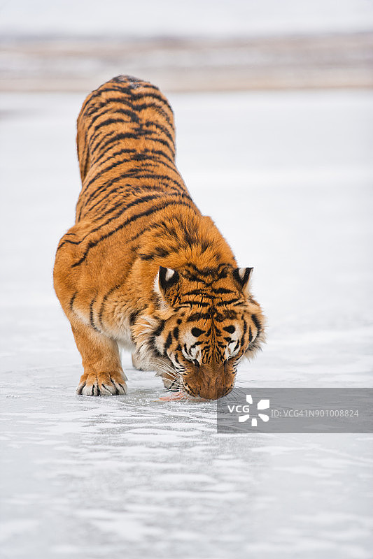 一只东北虎正在嗅雪图片素材