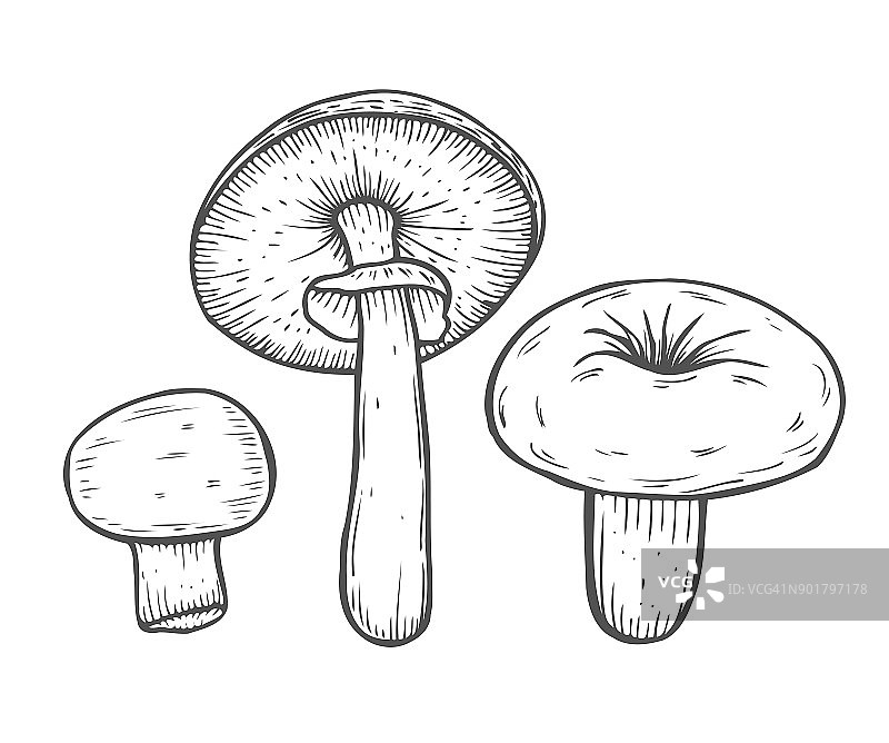 蘑菇矢量图图片素材