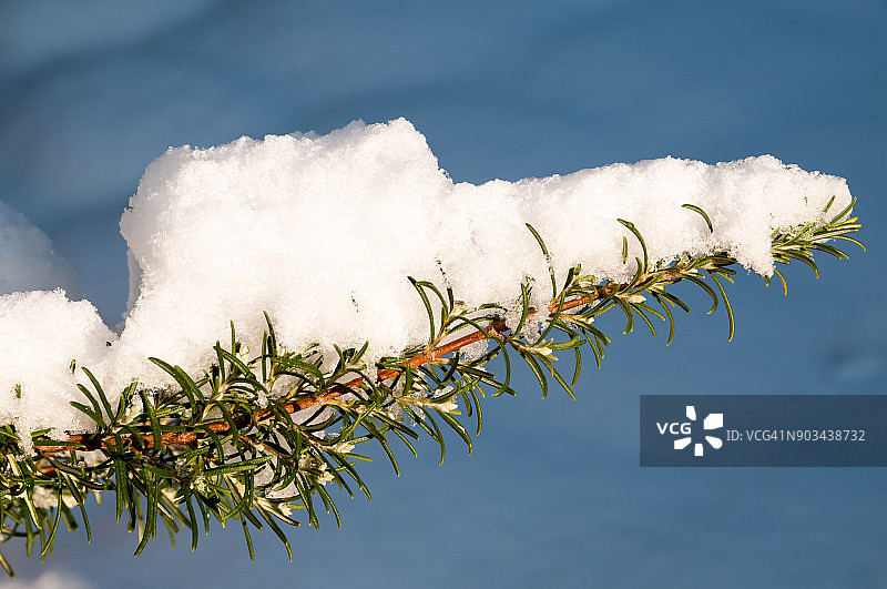 雪覆盖植物茎图片素材
