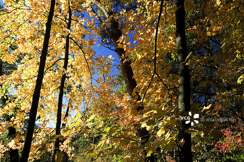 伊利诺伊州的秋叶图片素材